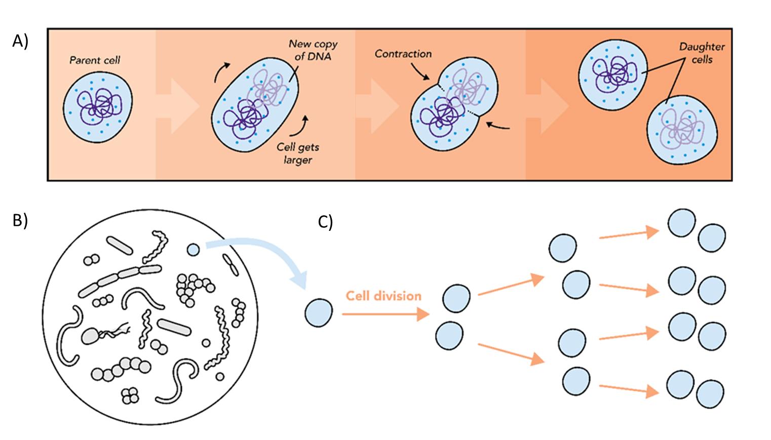 How microbes grow