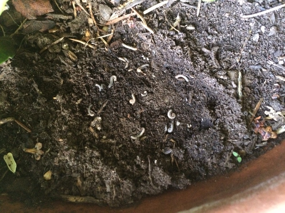 Disadvantage of traditional composting