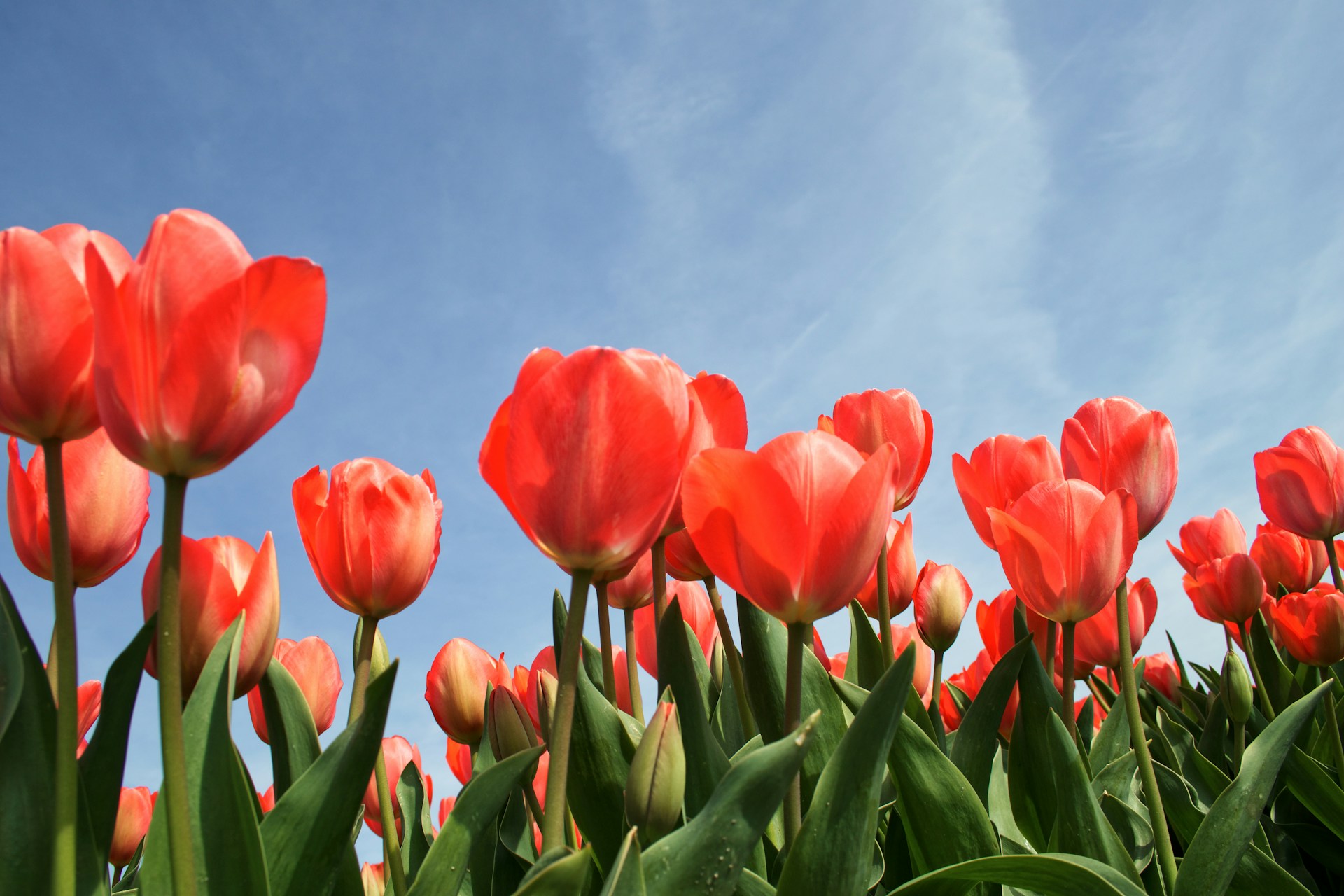How to Plant Tulips Guide