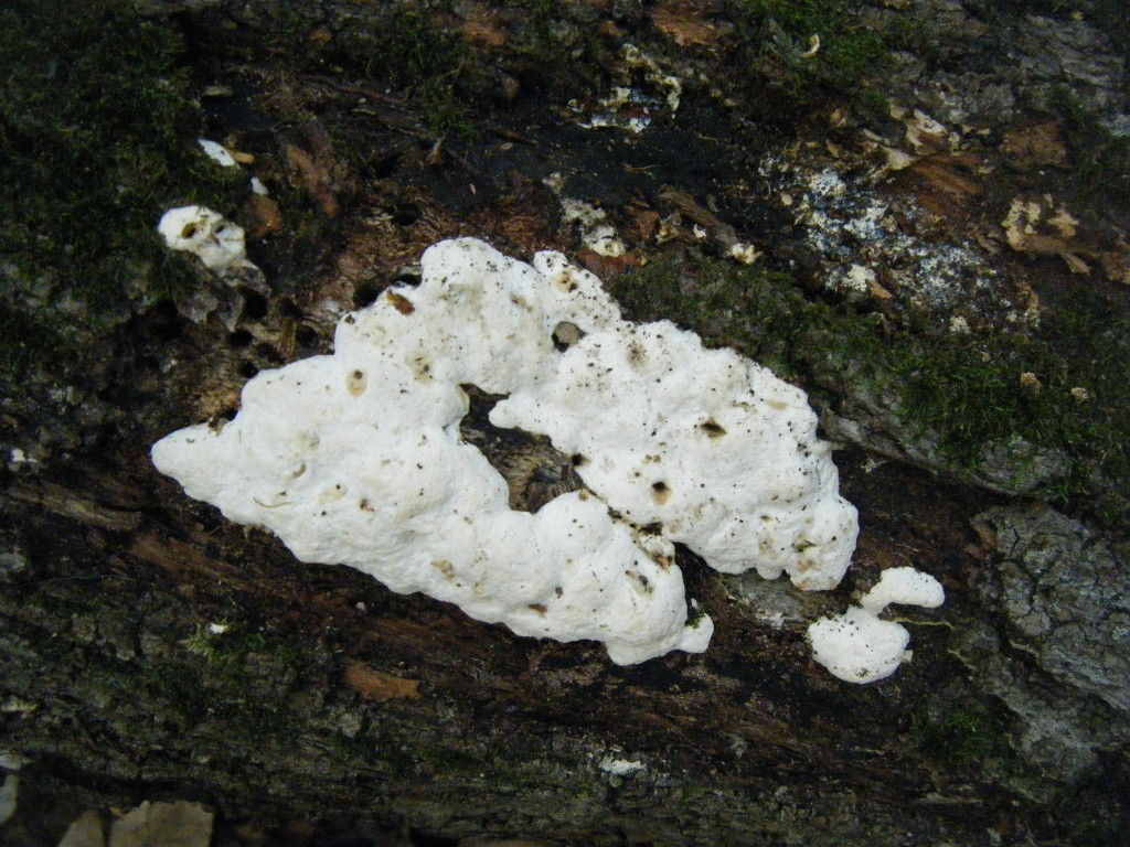 White-Rot Fungi