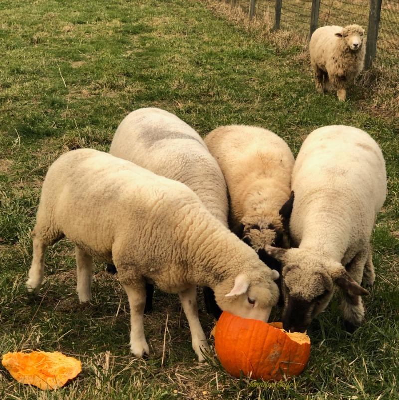 Sheep eat pumpkins