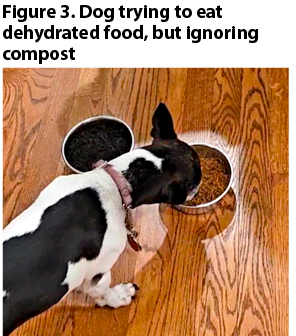 Dog trying to eat dehydrated food, but ignoring compost