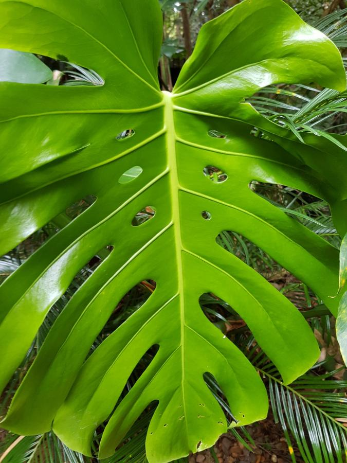 How to help monstera heal from disease